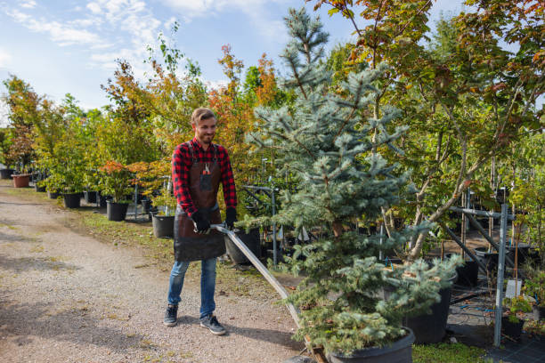 Marin City, CA Tree Removal and Landscaping Services Company